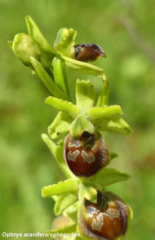 Il lago di Campotosto, orchidee, maltempo eschiarite! maggio/giugno 2023.